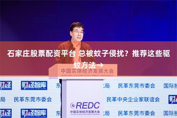 石家庄股票配资平台 总被蚊子侵扰？推荐这些驱蚊方法→